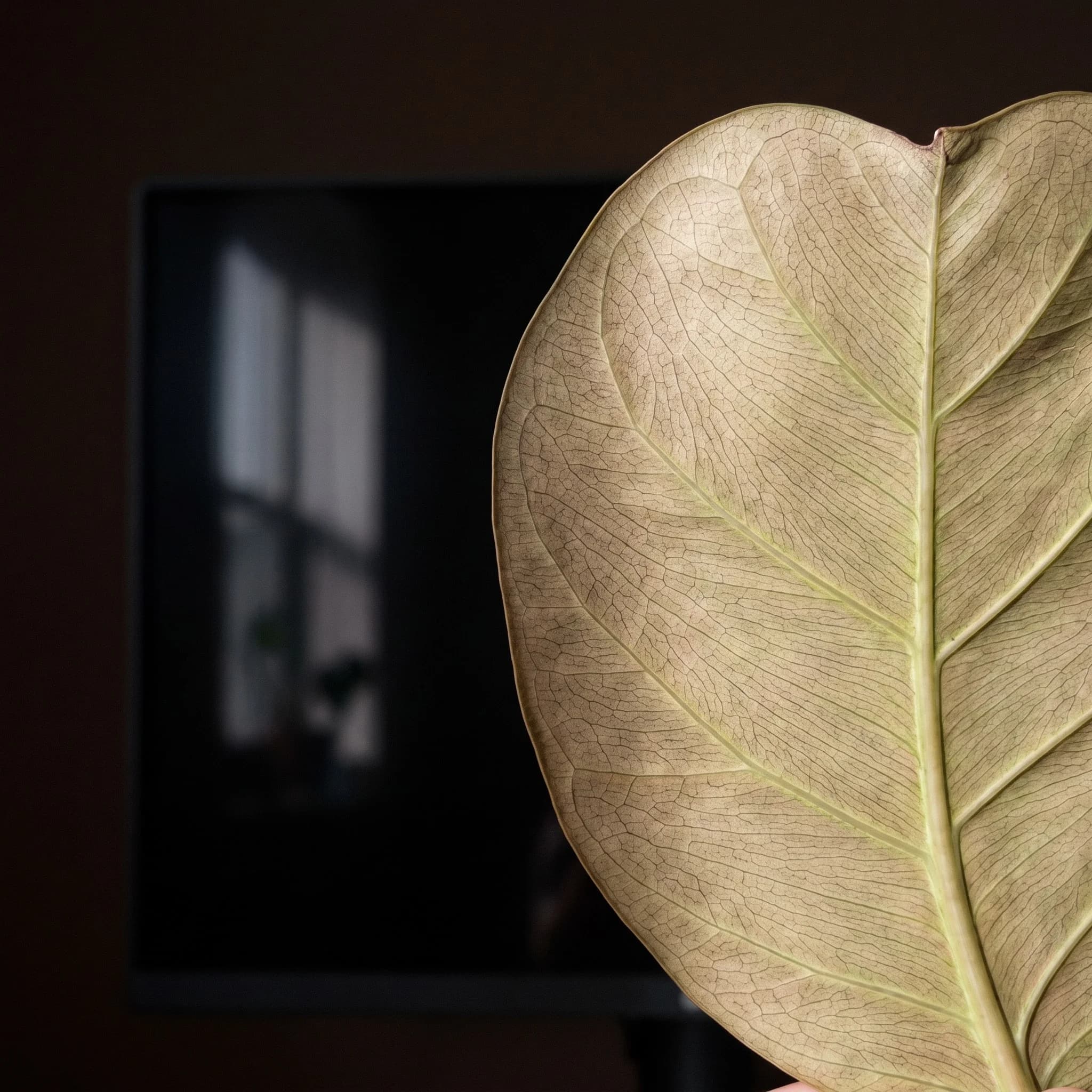 Détail de matière d'une série ambiance bureau : feuille de ficus lyrata à contre-jour devant un écran éteint reflétant une fenêtre